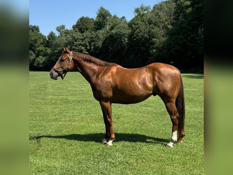 American Quarter Horse Ruin 7 Jaar 152 cm Roodvos in Granby, CT