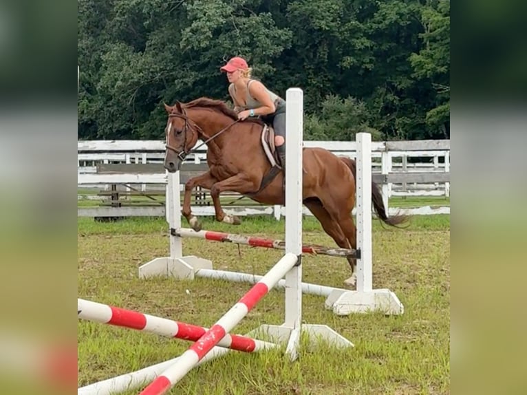 American Quarter Horse Ruin 7 Jaar 152 cm Roodvos in Granby, CT