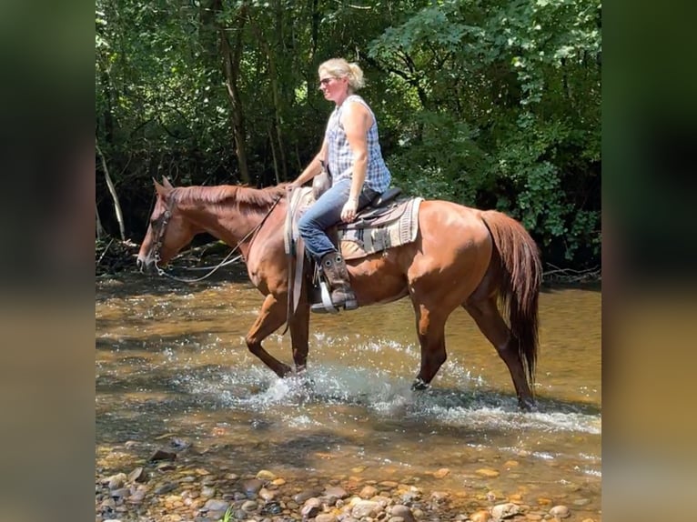 American Quarter Horse Ruin 7 Jaar 152 cm Roodvos in Granby, CT