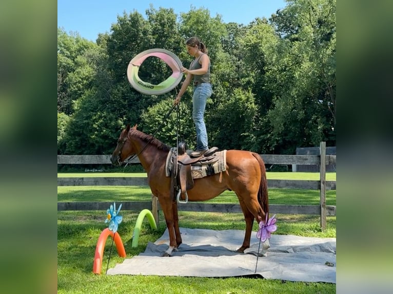 American Quarter Horse Ruin 7 Jaar 152 cm Roodvos in Granby, CT