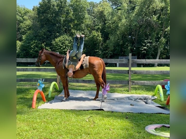 American Quarter Horse Ruin 7 Jaar 152 cm Roodvos in Granby, CT