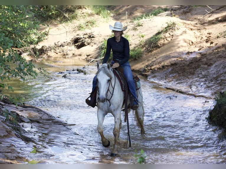 American Quarter Horse Ruin 7 Jaar 152 cm Schimmel in Lufkin