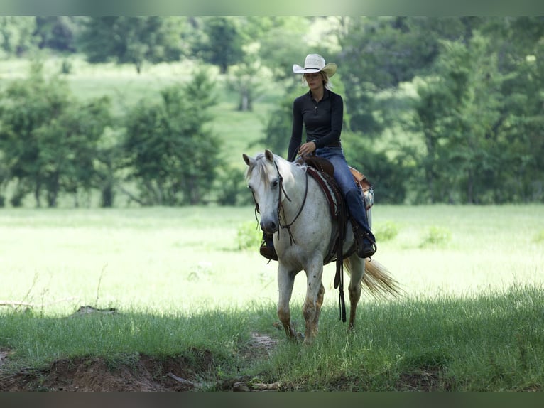 American Quarter Horse Ruin 7 Jaar 152 cm Schimmel in Lufkin