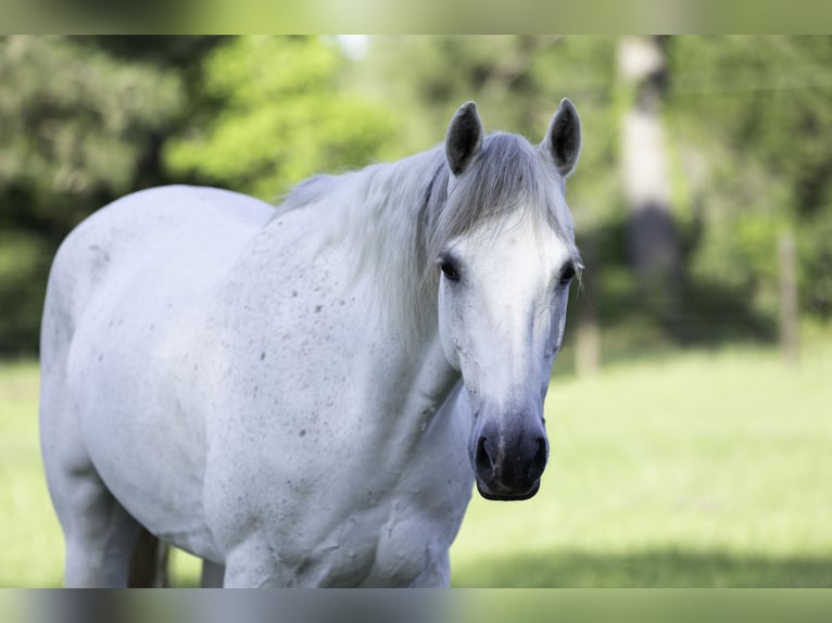 American Quarter Horse Ruin 7 Jaar 152 cm Schimmel in Lufkin