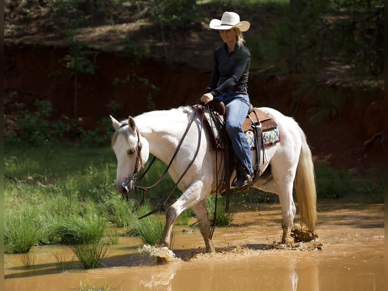 American Quarter Horse Ruin 7 Jaar 152 cm Schimmel in Lufkin