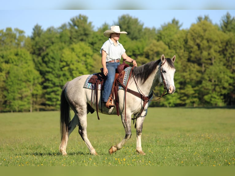American Quarter Horse Ruin 7 Jaar 152 cm Schimmel in Clarion