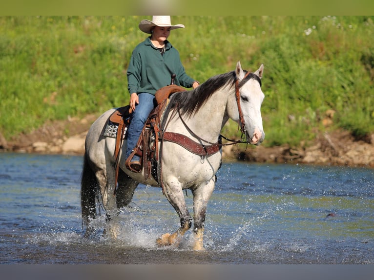 American Quarter Horse Ruin 7 Jaar 152 cm Schimmel in Clarion