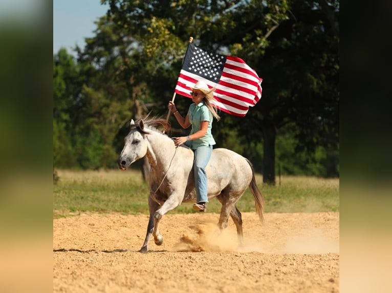 American Quarter Horse Ruin 7 Jaar 152 cm Schimmel in Clinton, AR