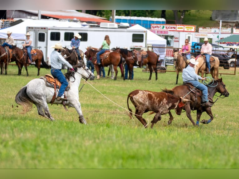 American Quarter Horse Ruin 7 Jaar 152 cm Schimmel in Clinton, AR
