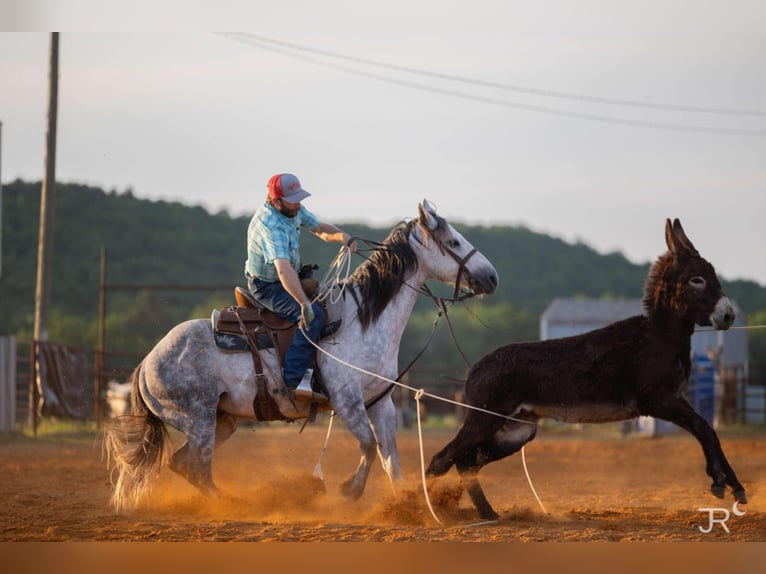 American Quarter Horse Ruin 7 Jaar 152 cm Schimmel in Clinton, AR