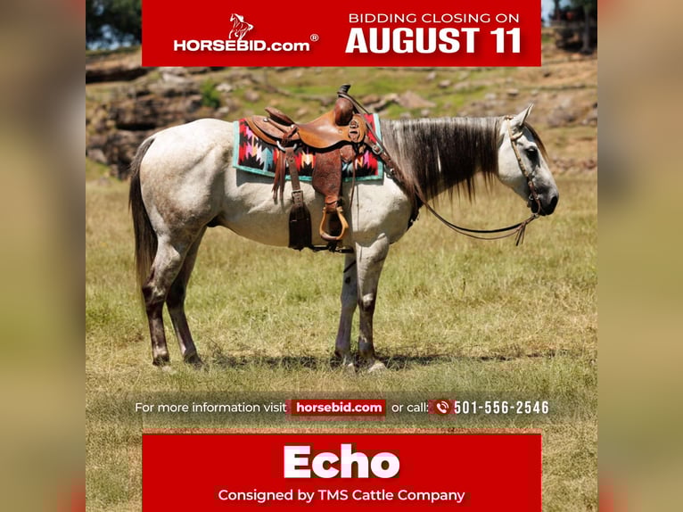 American Quarter Horse Ruin 7 Jaar 152 cm Schimmel in Clinton, AR