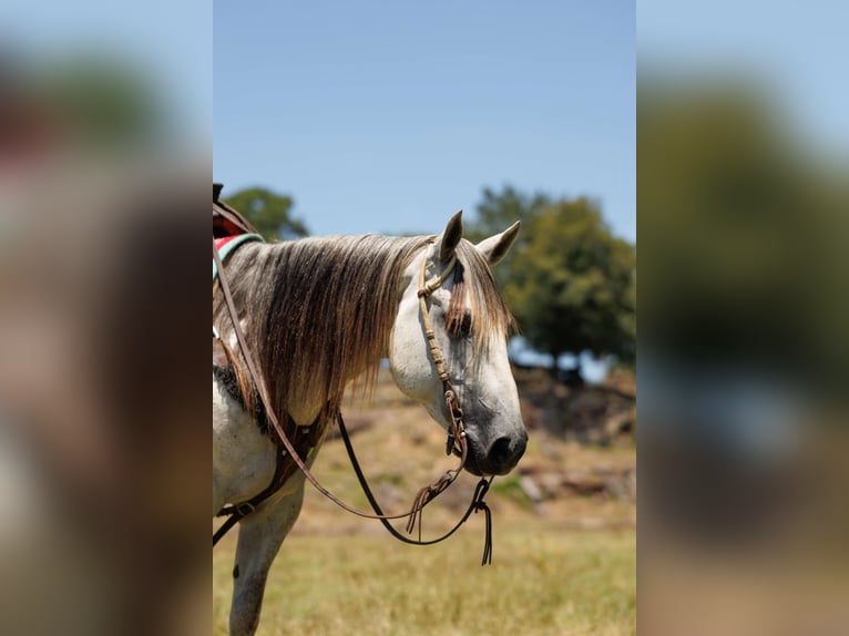 American Quarter Horse Ruin 7 Jaar 152 cm Schimmel in Clinton, AR