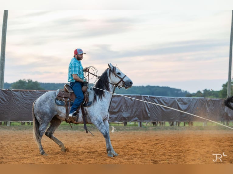 American Quarter Horse Ruin 7 Jaar 152 cm Schimmel in Clinton, AR