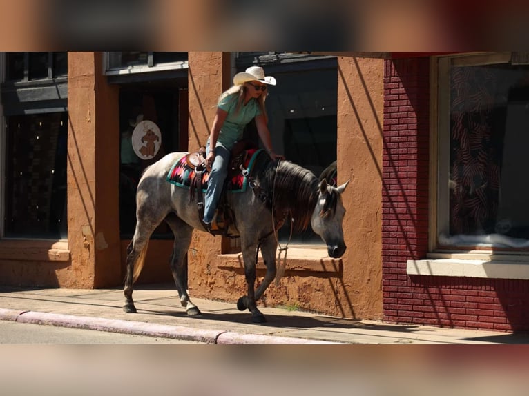 American Quarter Horse Ruin 7 Jaar 152 cm Schimmel in Clinton, AR