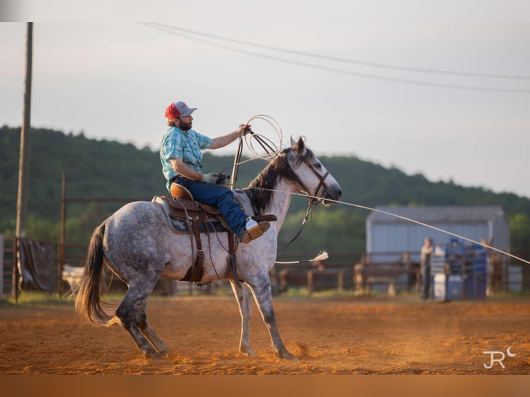American Quarter Horse Ruin 7 Jaar 152 cm Schimmel in Clinton, AR