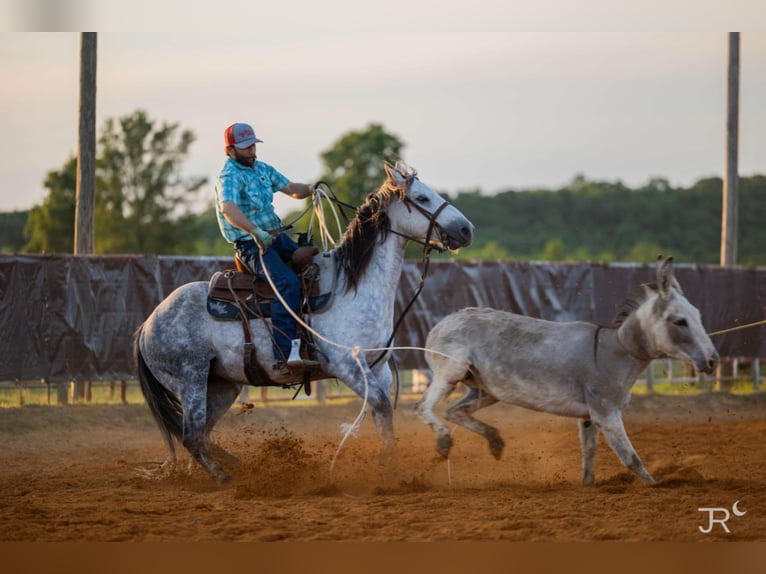 American Quarter Horse Ruin 7 Jaar 152 cm Schimmel in Clinton, AR