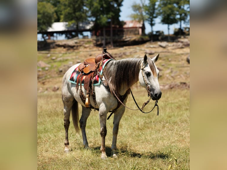 American Quarter Horse Ruin 7 Jaar 152 cm Schimmel in Clinton, AR