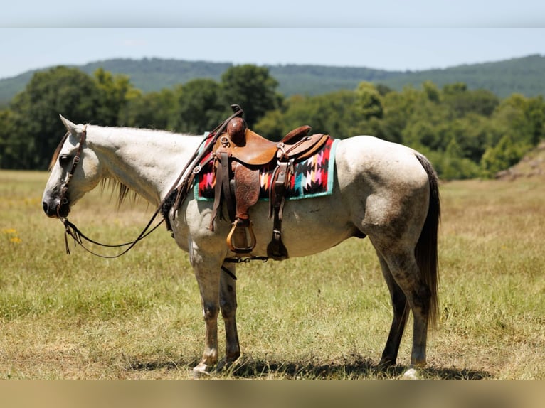 American Quarter Horse Ruin 7 Jaar 152 cm Schimmel in Clinton, AR