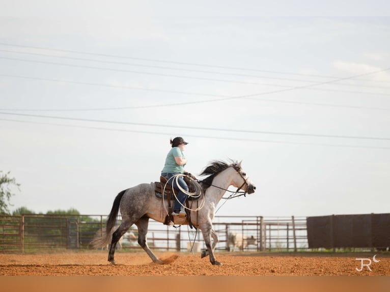 American Quarter Horse Ruin 7 Jaar 152 cm Schimmel in Clinton, AR