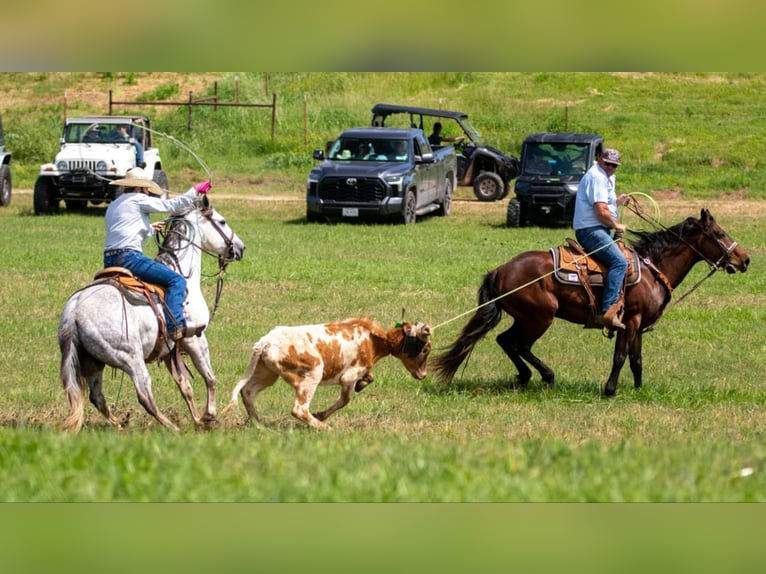 American Quarter Horse Ruin 7 Jaar 152 cm Schimmel in Clinton, AR