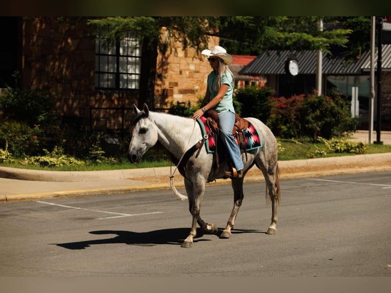 American Quarter Horse Ruin 7 Jaar 152 cm Schimmel in Clinton, AR