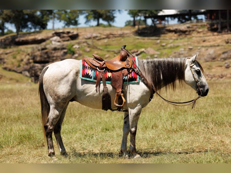 American Quarter Horse Ruin 7 Jaar 152 cm Schimmel in Clinton, AR