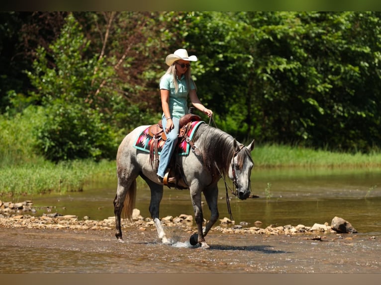 American Quarter Horse Ruin 7 Jaar 152 cm Schimmel in Clinton, AR
