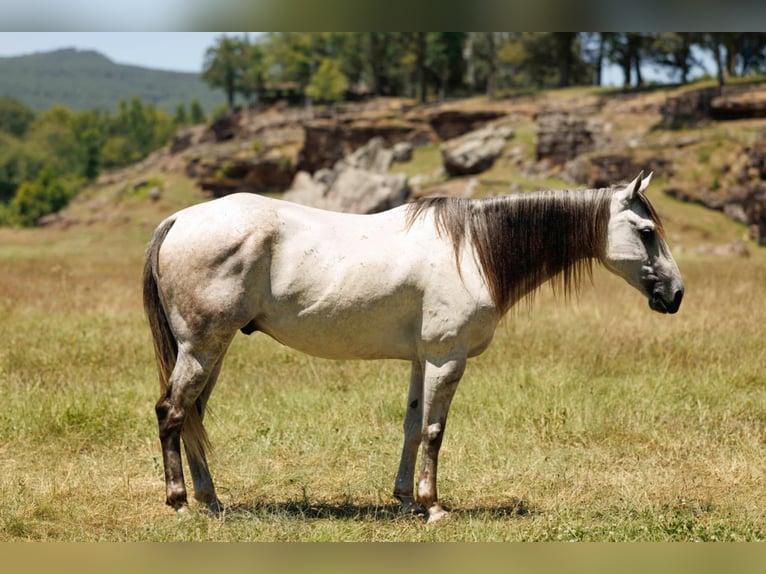 American Quarter Horse Ruin 7 Jaar 152 cm Schimmel in Clinton, AR