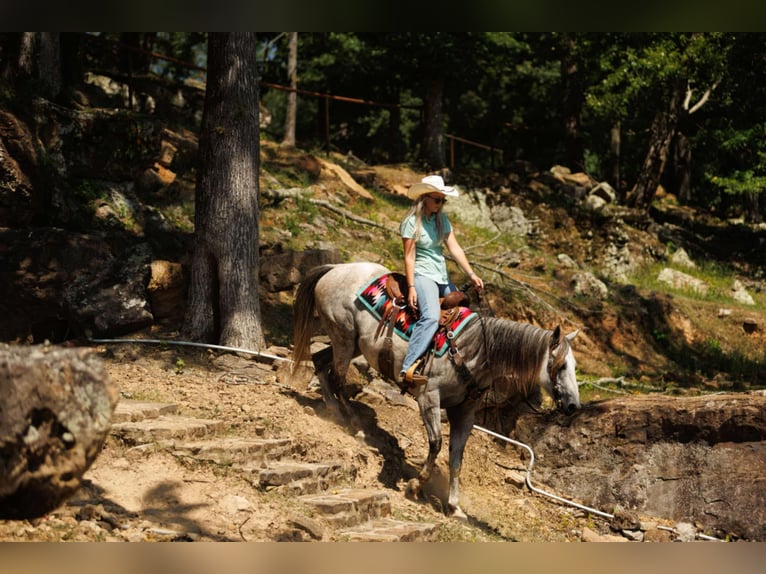 American Quarter Horse Ruin 7 Jaar 152 cm Schimmel in Clinton, AR