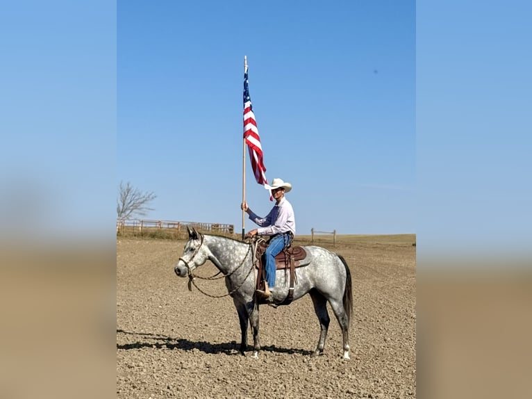 American Quarter Horse Ruin 7 Jaar 152 cm Schimmel in Power, MT