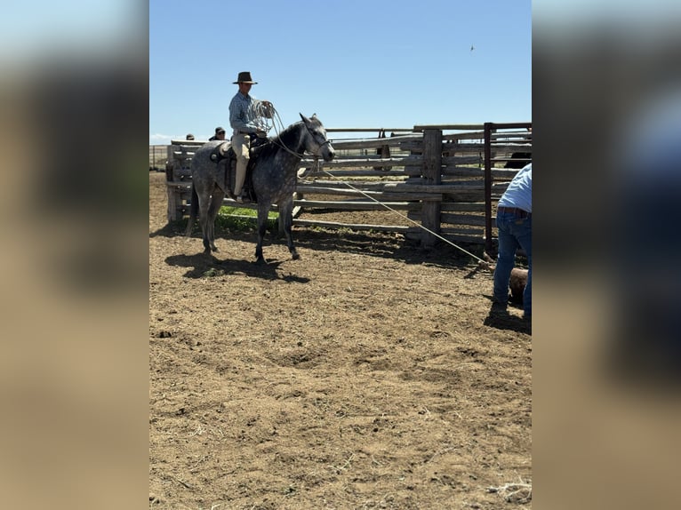 American Quarter Horse Ruin 7 Jaar 152 cm Schimmel in Power, MT