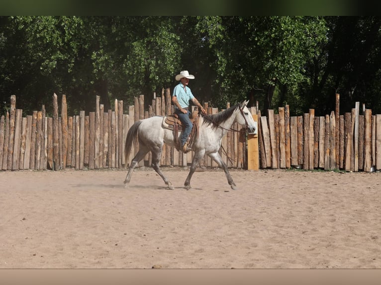 American Quarter Horse Ruin 7 Jaar 152 cm Schimmel in Camp Verde AZ