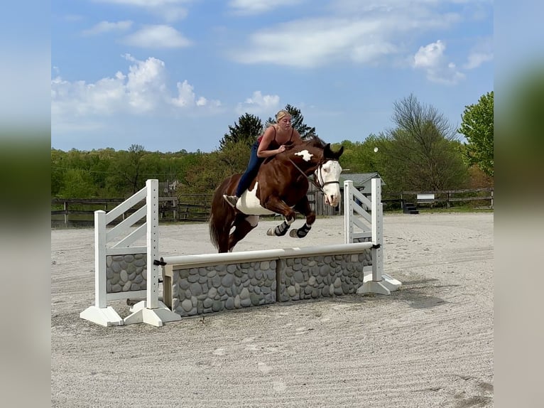 American Quarter Horse Ruin 7 Jaar 152 cm Tobiano-alle-kleuren in Narvon