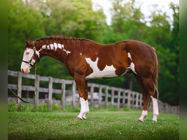 American Quarter Horse Ruin 7 Jaar 152 cm Tobiano-alle-kleuren in Narvon