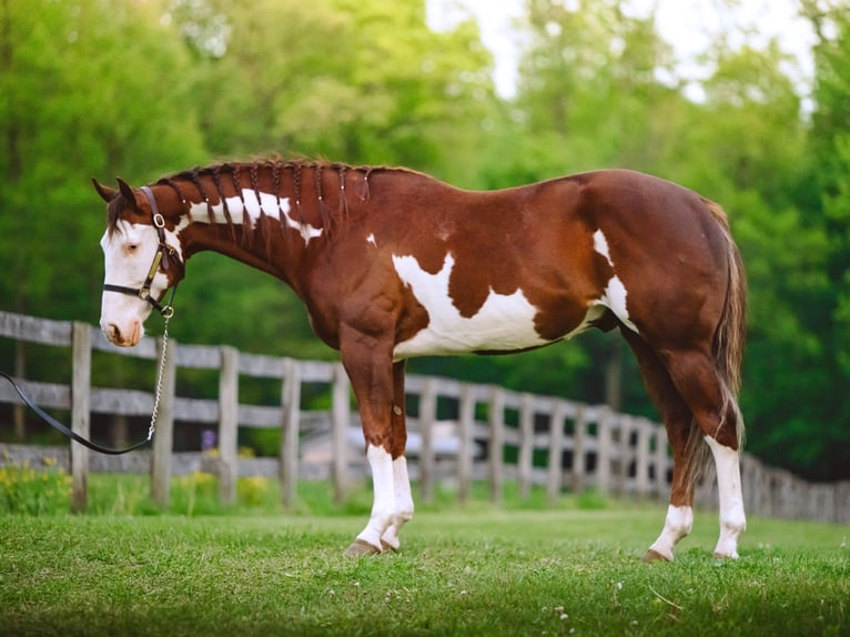 American Quarter Horse Ruin 7 Jaar 152 cm Tobiano-alle-kleuren in Narvon