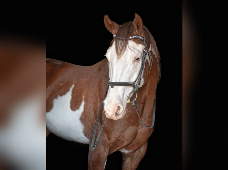 American Quarter Horse Ruin 7 Jaar 152 cm Tobiano-alle-kleuren in Narvon