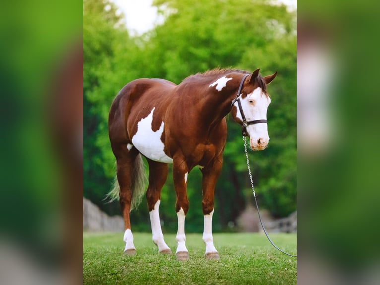 American Quarter Horse Ruin 7 Jaar 152 cm Tobiano-alle-kleuren in Narvon