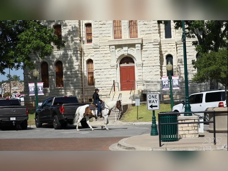 American Quarter Horse Ruin 7 Jaar 152 cm Tobiano-alle-kleuren in Granbury TX