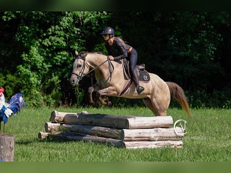 American Quarter Horse Ruin 7 Jaar 152 cm in Clover, SC