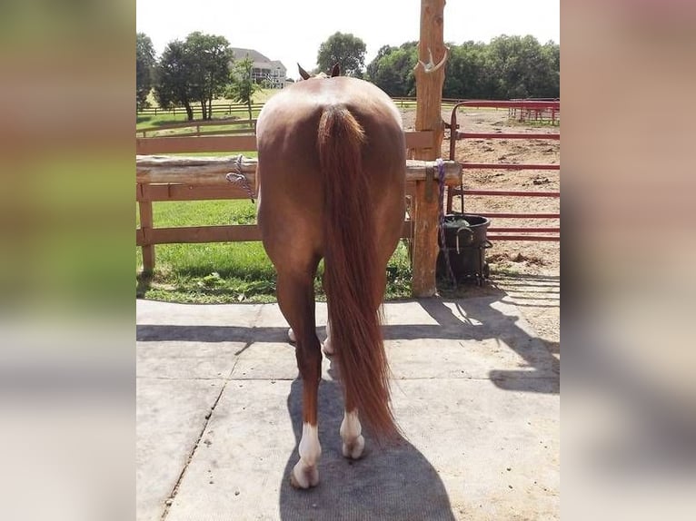 American Quarter Horse Ruin 7 Jaar 152 cm Vos in Bordeaux
