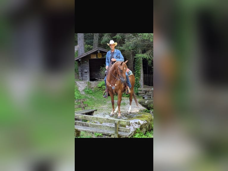 American Quarter Horse Ruin 7 Jaar 152 cm Vos in Neukirchen am Walde