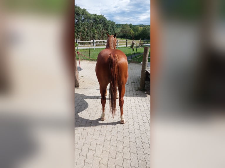 American Quarter Horse Ruin 7 Jaar 152 cm Vos in Markt Allhau-Buchschachen