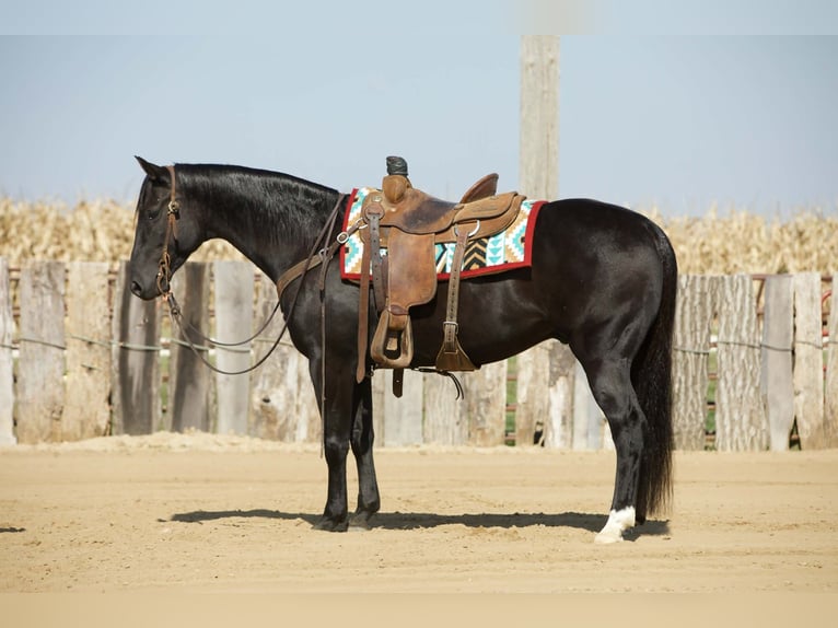American Quarter Horse Ruin 7 Jaar 152 cm Zwart in Bernard