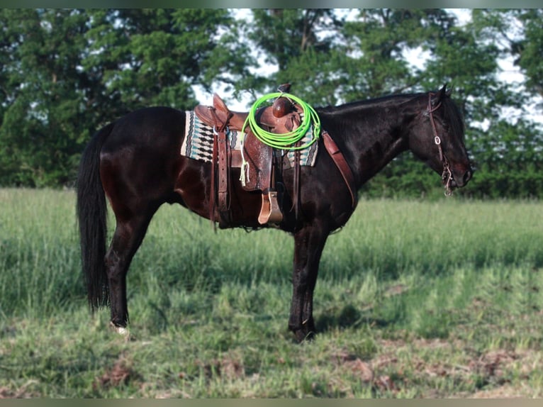 American Quarter Horse Ruin 7 Jaar 152 cm Zwart in Walkerton IN