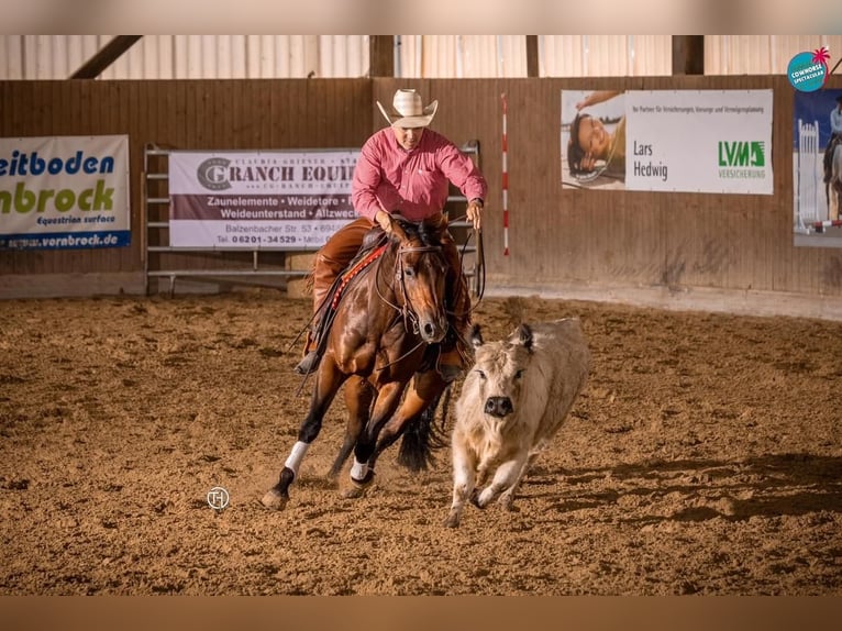 American Quarter Horse Ruin 7 Jaar 153 cm Bruin in Fladungen