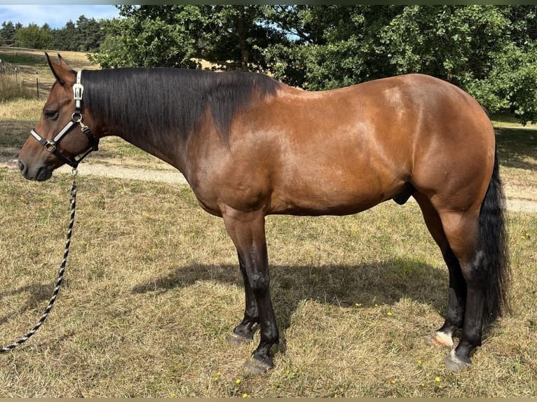American Quarter Horse Ruin 7 Jaar 153 cm Bruin in Fladungen