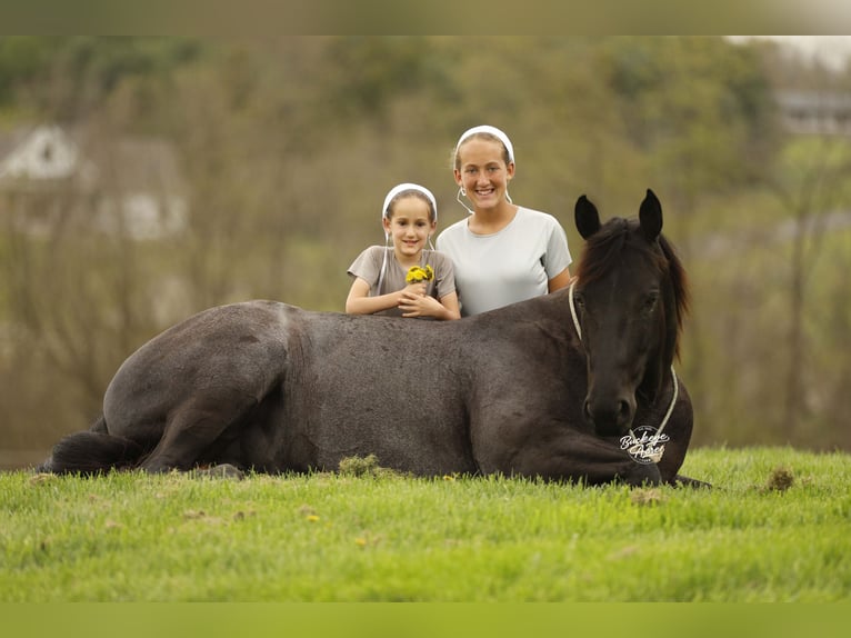 American Quarter Horse Ruin 7 Jaar 153 cm Roan-Blue in Millersburg
