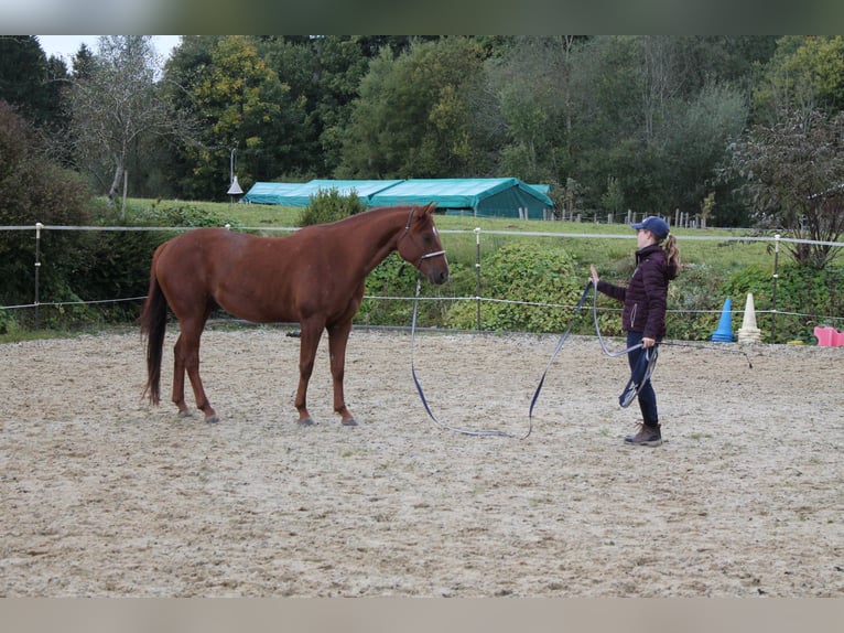 American Quarter Horse Ruin 7 Jaar 153 cm Vos in Buchenberg