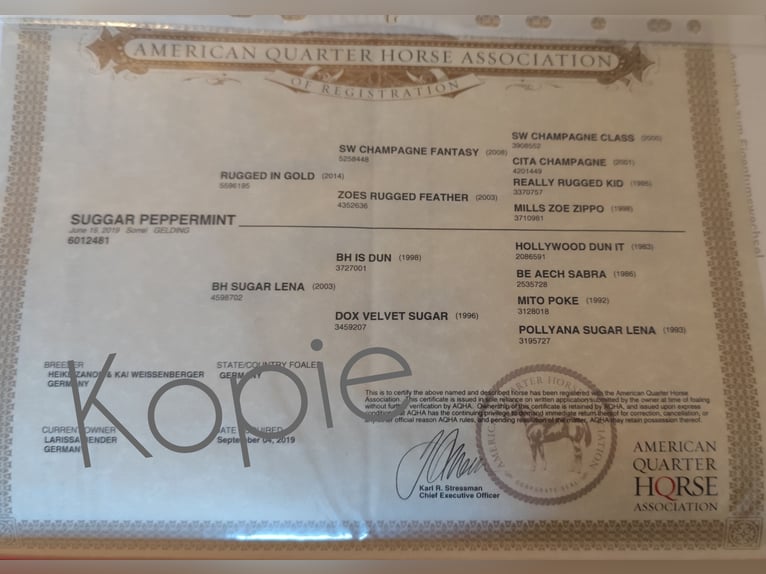 American Quarter Horse Ruin 7 Jaar 153 cm Vos in Buchenberg