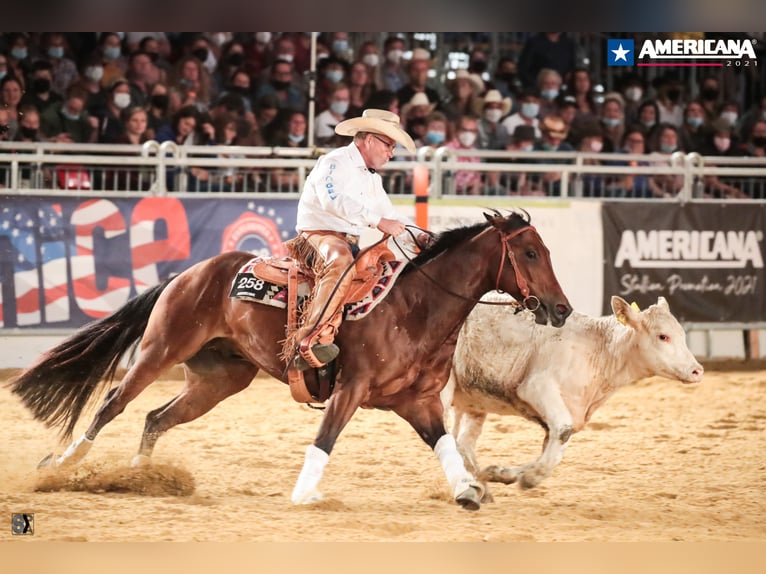 American Quarter Horse Ruin 7 Jaar 155 cm Bruin in Neuruppin